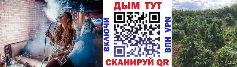 Бошки Шишки планчик  Купить  Каргат 